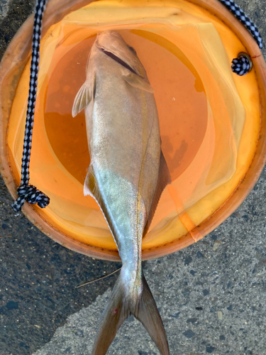 ネリゴの釣果