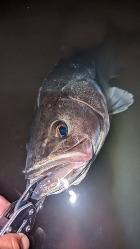 スズキの釣果