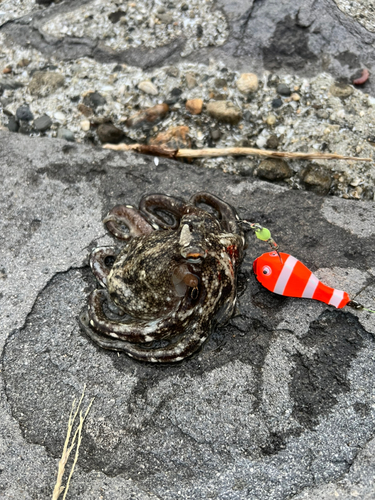 タコの釣果