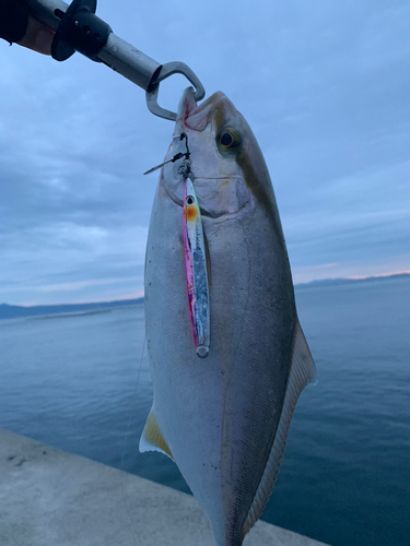 ネリゴの釣果