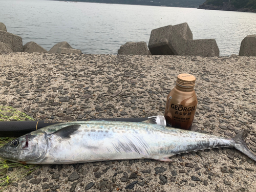 サゴシの釣果