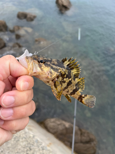 タケノコメバルの釣果