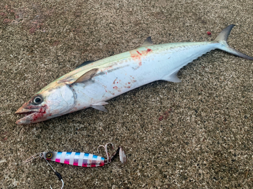 サゴシの釣果