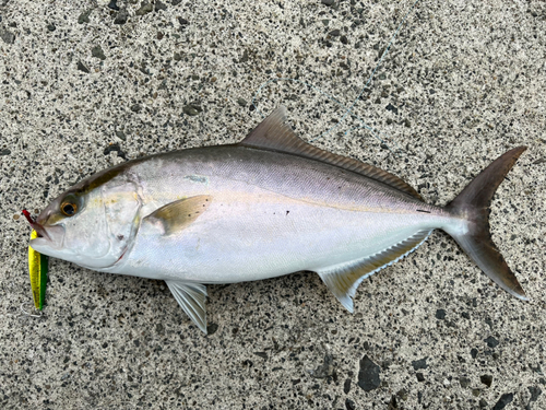 ネリゴの釣果