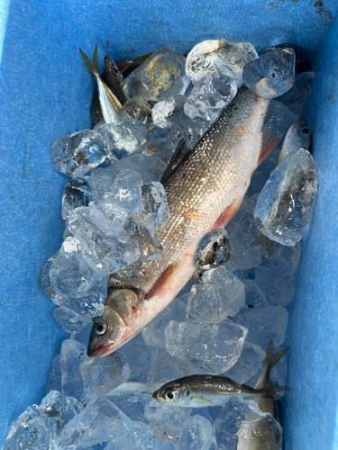 ウグイの釣果