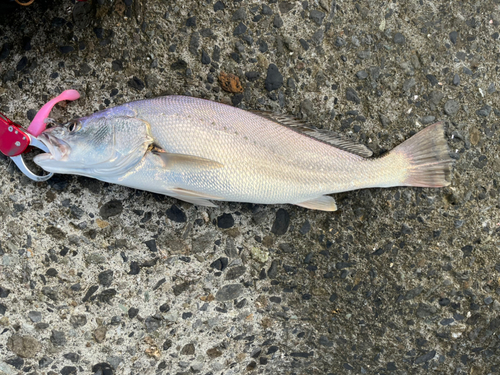 ニベの釣果