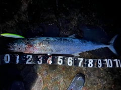 サワラの釣果