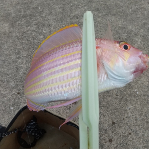 イトヨリダイの釣果