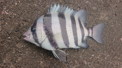 イシダイの釣果