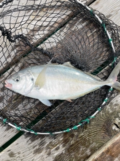 シマアジの釣果