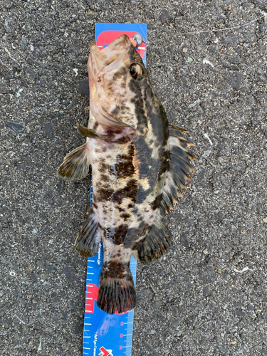 ベッコウゾイの釣果