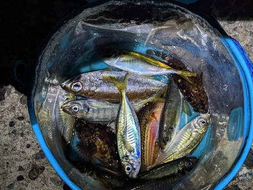 クロムツの釣果