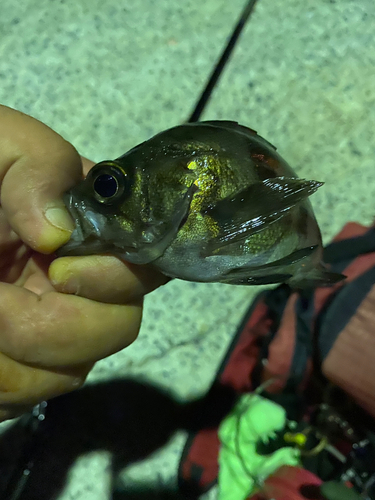 メバルの釣果