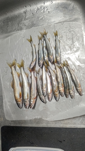 アユの釣果