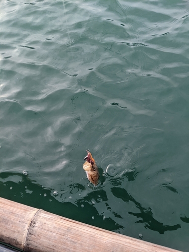 ハリイカの釣果