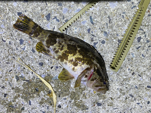 タケノコメバルの釣果