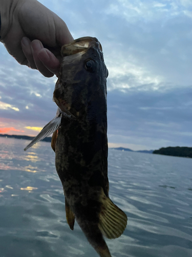 タケノコメバルの釣果