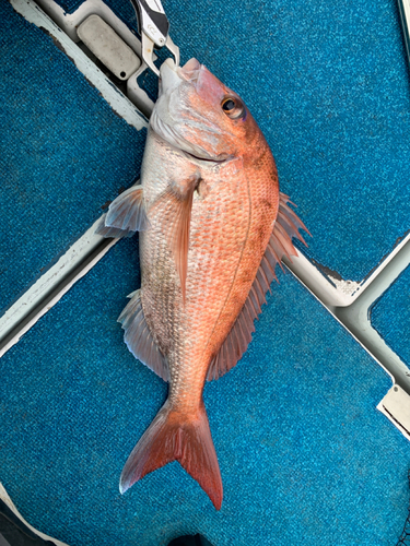 マダイの釣果