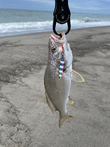 ニベの釣果