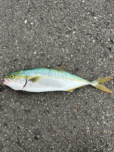 ツバスの釣果