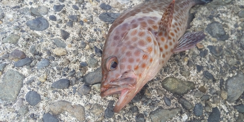 オオモンハタの釣果