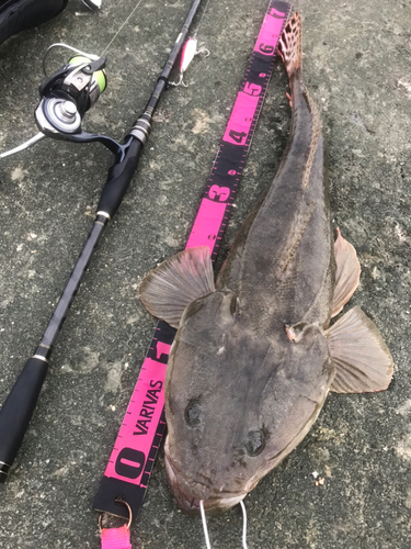 マゴチの釣果