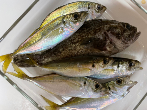 クロソイの釣果