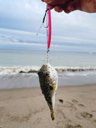 クサフグの釣果