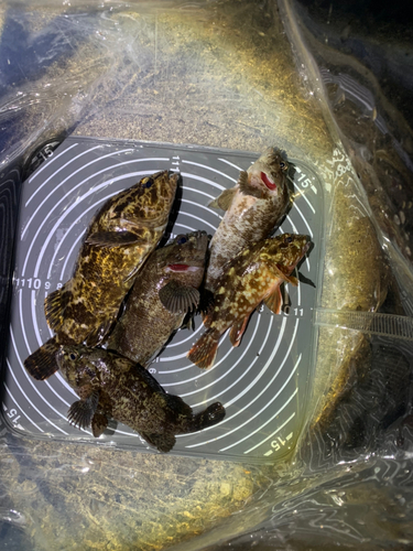 タケノコメバルの釣果