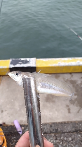 ハゼの釣果