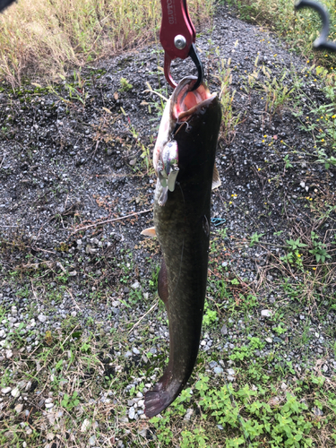 マナマズの釣果