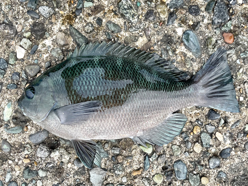 メジナの釣果