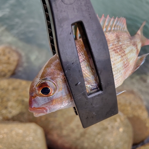 チャリコの釣果