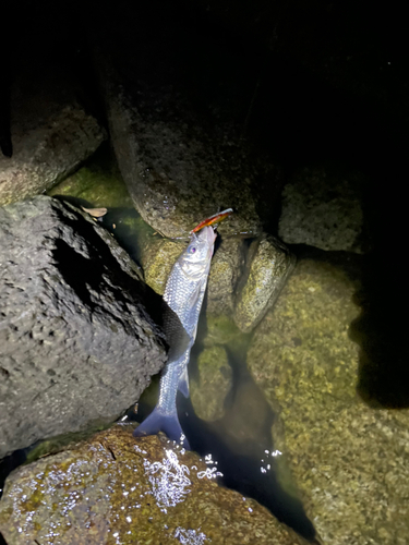 ニゴイの釣果