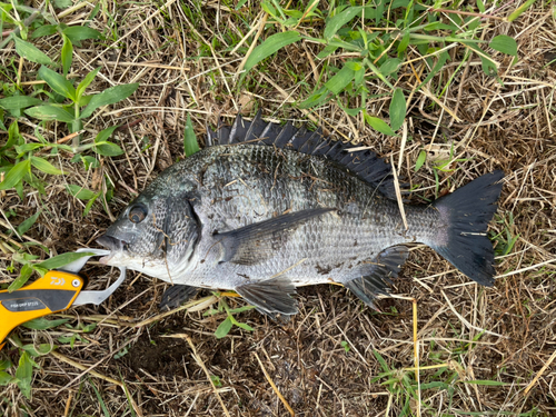 チヌの釣果