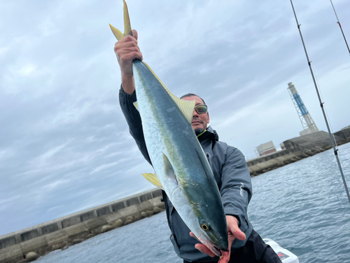 ブリの釣果