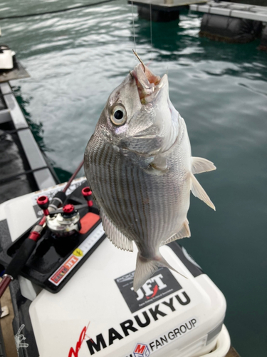 ヘダイの釣果