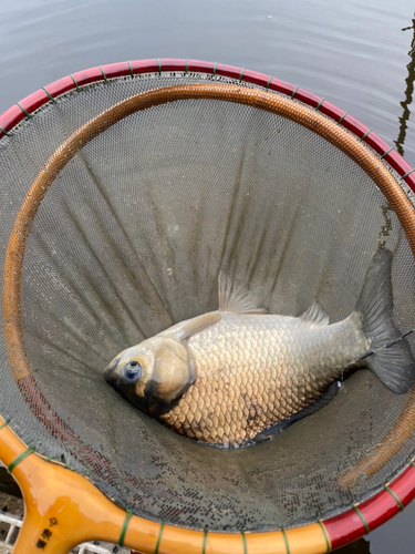 ヘラブナの釣果