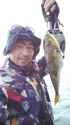 シロサバフグの釣果