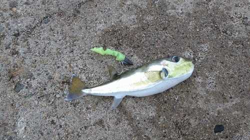 シロサバフグの釣果