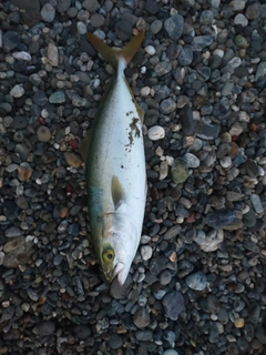 ワカシの釣果