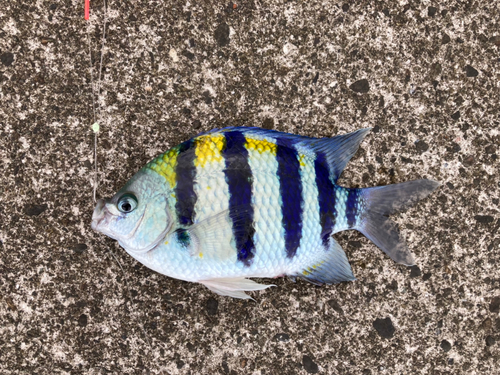 オヤビッチャの釣果