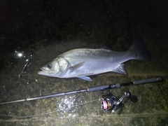 ヒラスズキの釣果