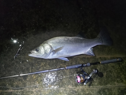 ヒラスズキの釣果