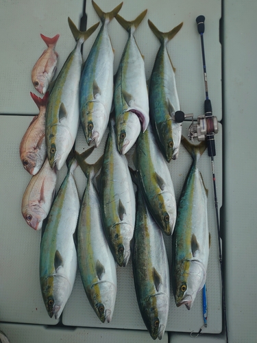 ハマチの釣果