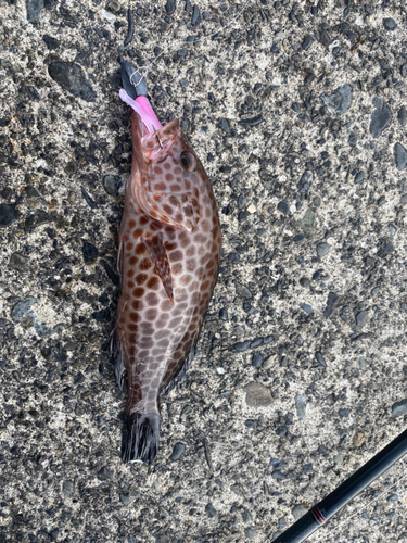 オオモンハタの釣果