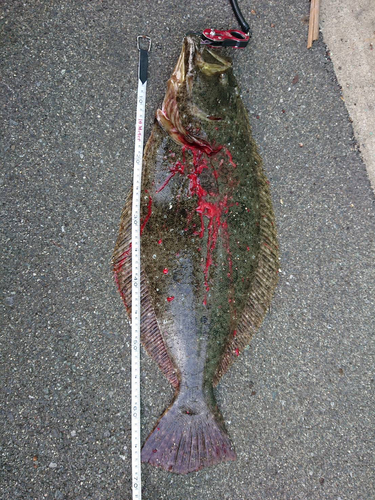 ヒラメの釣果