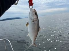 ショゴの釣果