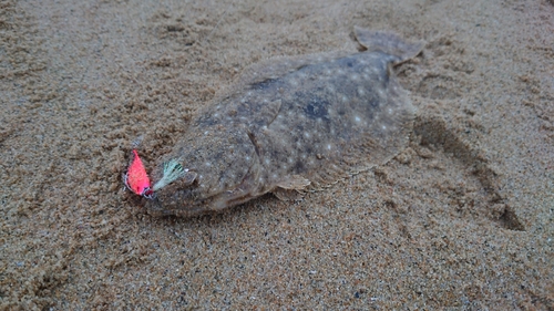 ソゲの釣果