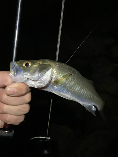 セイゴ（マルスズキ）の釣果